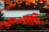 京都の写真ギャラリー