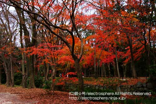 京都　下賀茂神社/糺の森　