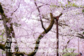 平安神宮の桜4