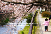 天神川五条の桜