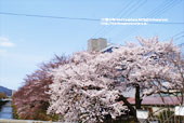 天神川五条の桜