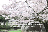 岡崎疎水の桜3