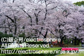 京都府立植物園の桜1