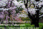 京都府立植物園の桜3