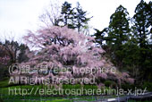 京都府立植物園の桜5