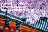 平安神宮の桜1