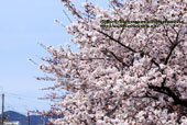 天神川五条の桜