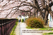 天神川五条の桜