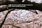 天神川五条の桜