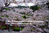 インクラインの桜4