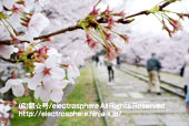 インクラインの桜6