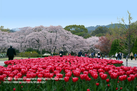 京都府立植物園の桜